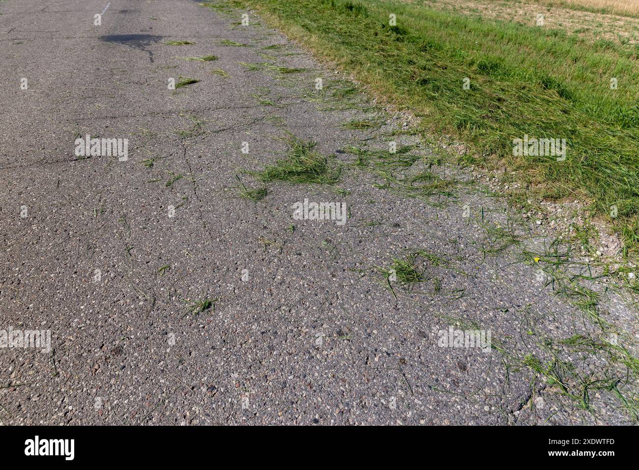 il bordo e la spalla della strada sono in erba verde, erba verde non rimossa dalla strada dopo aver tagliato l'erba in estate Foto Stock