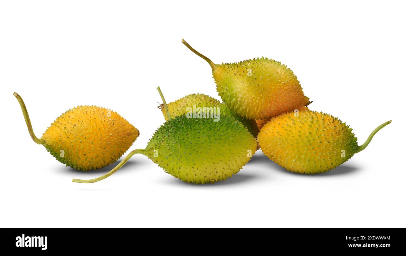 colonna vertebrale o gourd spinoso sfondo bianco isolato, mucchio di gourd teasle o pera balsamo brillante piccoli frutti ovali verdi scuri e gialli Foto Stock