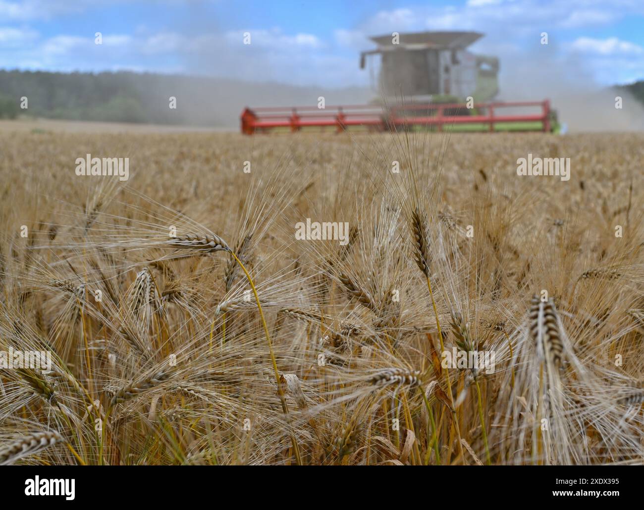 24 giugno 2024, Brandeburgo, Francoforte (Oder): Un agricoltore raccoglie orzo con la sua mietitrebbia in un campo nel Brandeburgo orientale. La raccolta dei cereali sta lentamente iniziando sui campi in Germania e molti agricoltori stanno ancora sperando in un maggiore sole. Foto: Patrick Pleul/dpa Foto Stock