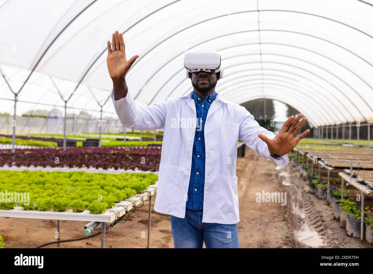 Utilizzando il visore VR, un agricoltore afroamericano che esplora la tecnologia nella serra idroponica Foto Stock