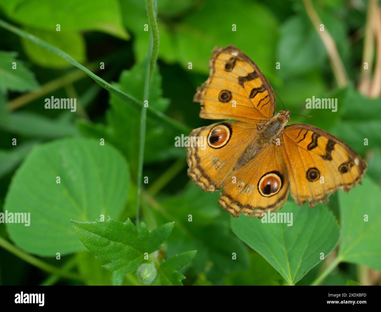 La farfalla di Peacock Pansy (Junonia almana) su foglia con fondo verde naturale, modello simile agli occhi sull'ala di insetto di colore arancione Foto Stock