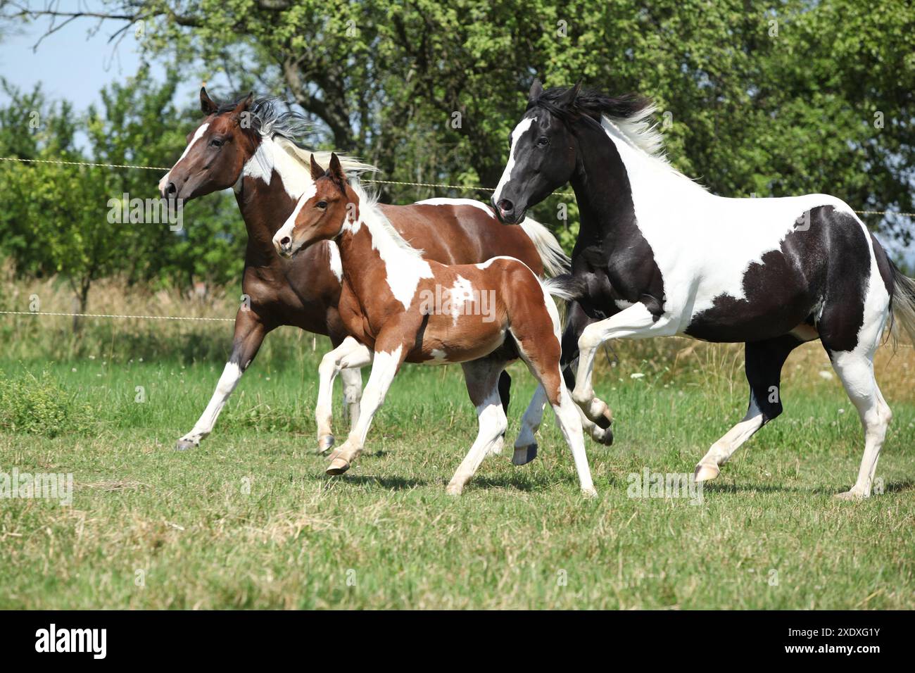 Tre Paint Horses che corrono insieme su pascolo Foto Stock