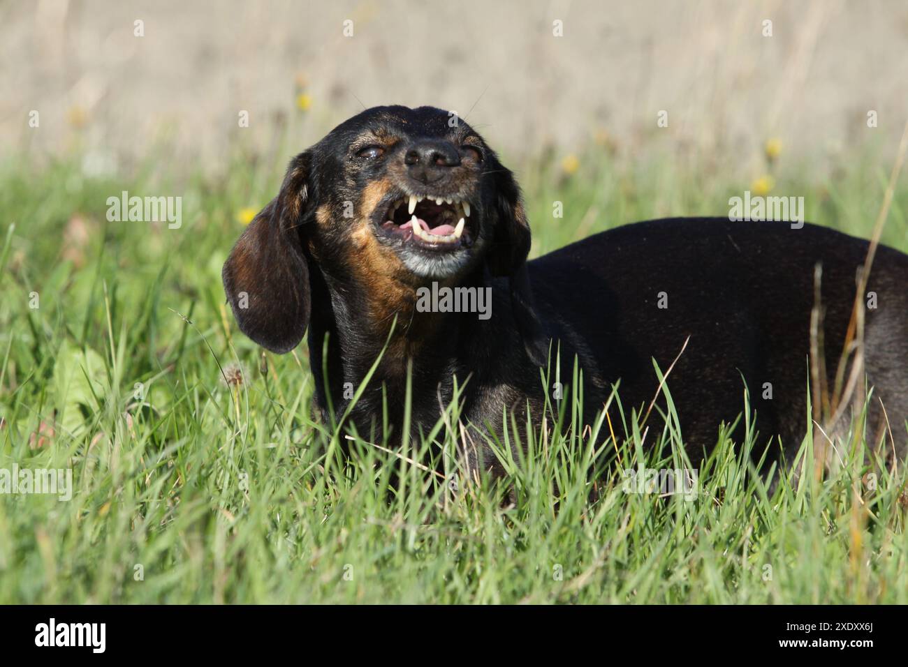 Teckel starnuto Foto Stock