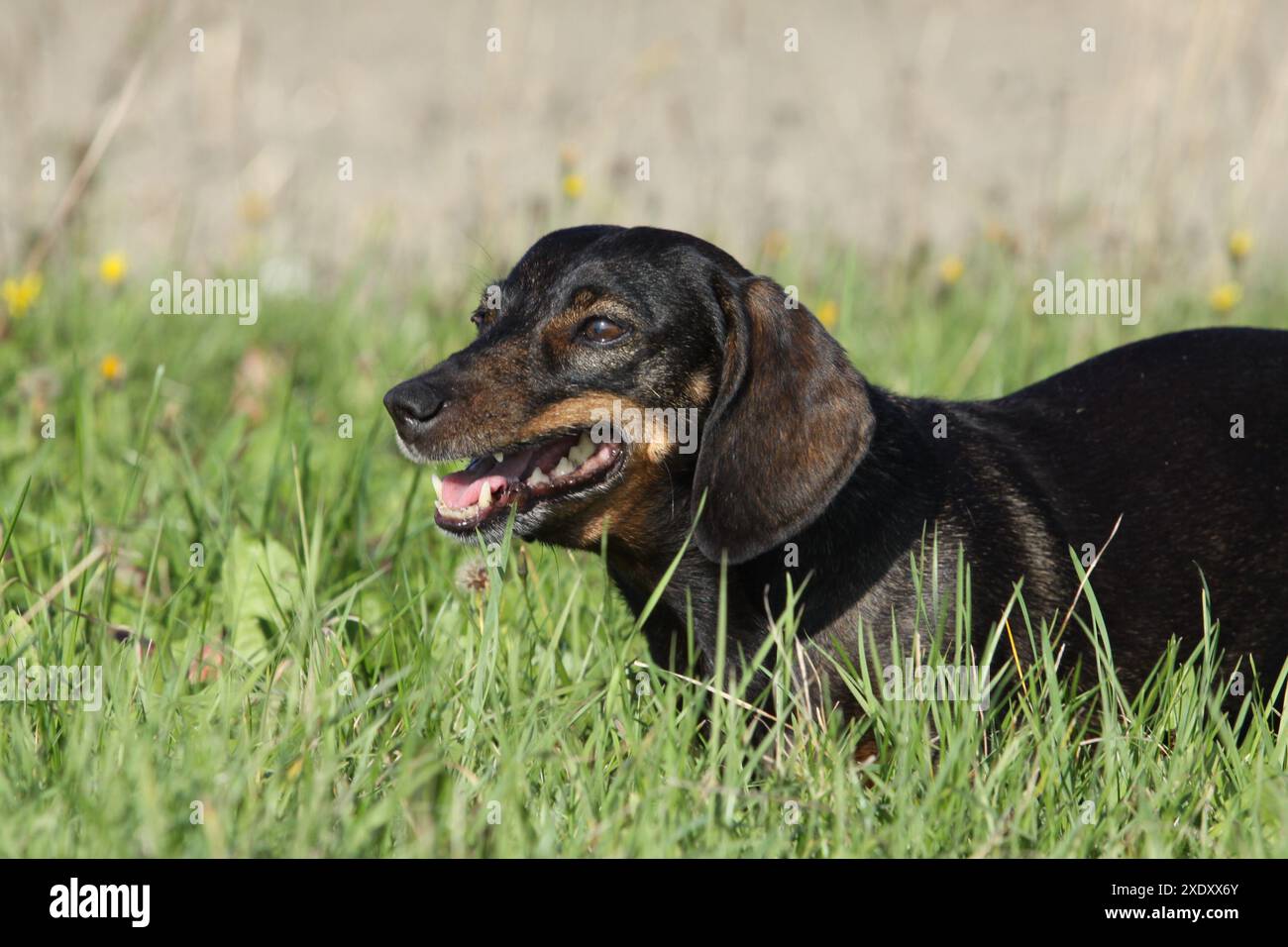 Starnuto Teckel Foto Stock