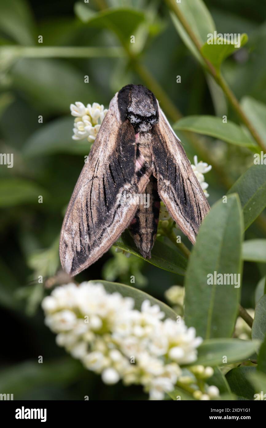 Falena di falco di Privet (Sfinge ligustri) su fiori bianchi, Parco forestale di Haldon in un'area gestita per la conservazione delle farfalle, Exeter, Devon. Foto Stock