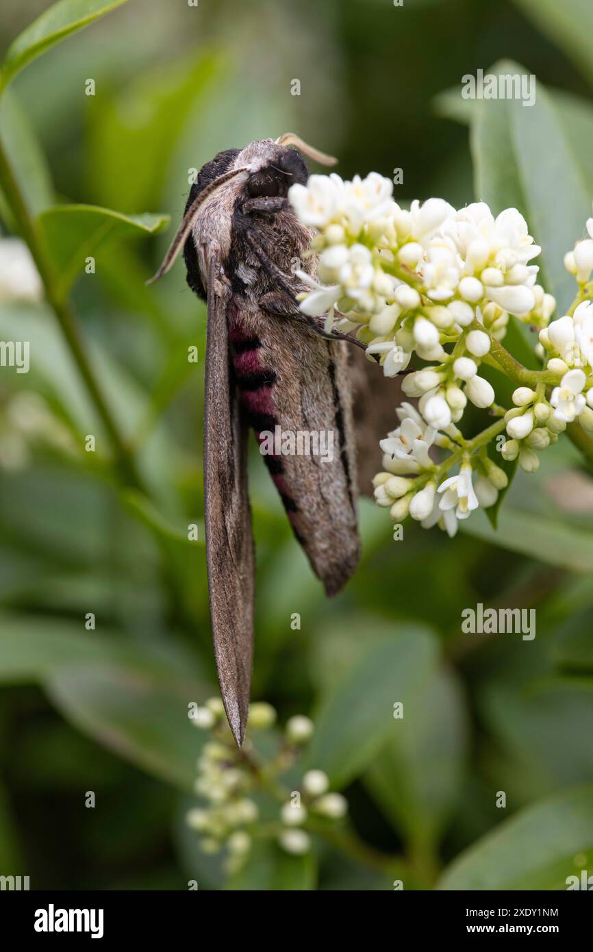 Falena di falco di Privet (Sfinge ligustri) su fiori bianchi, Parco forestale di Haldon in un'area gestita per la conservazione delle farfalle, Exeter, Devon. Foto Stock