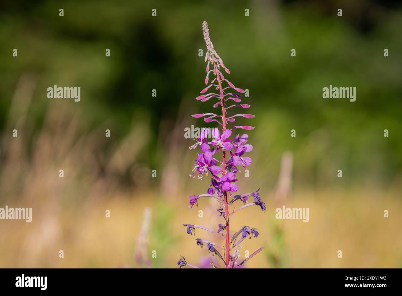 Pianta di alghe con fiori viola. Fiore di Rosebay Willowhile (Chamaenerion angustifolium), alghe, salice francese, grande erba salice Foto Stock
