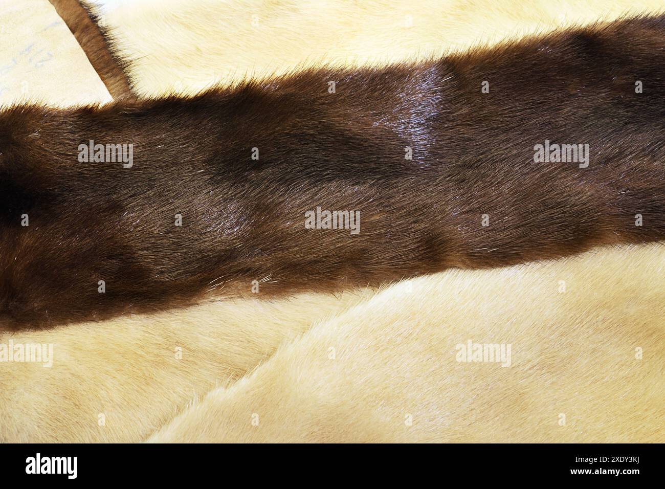 Pelliccia di visone marrone e chiaro Foto Stock