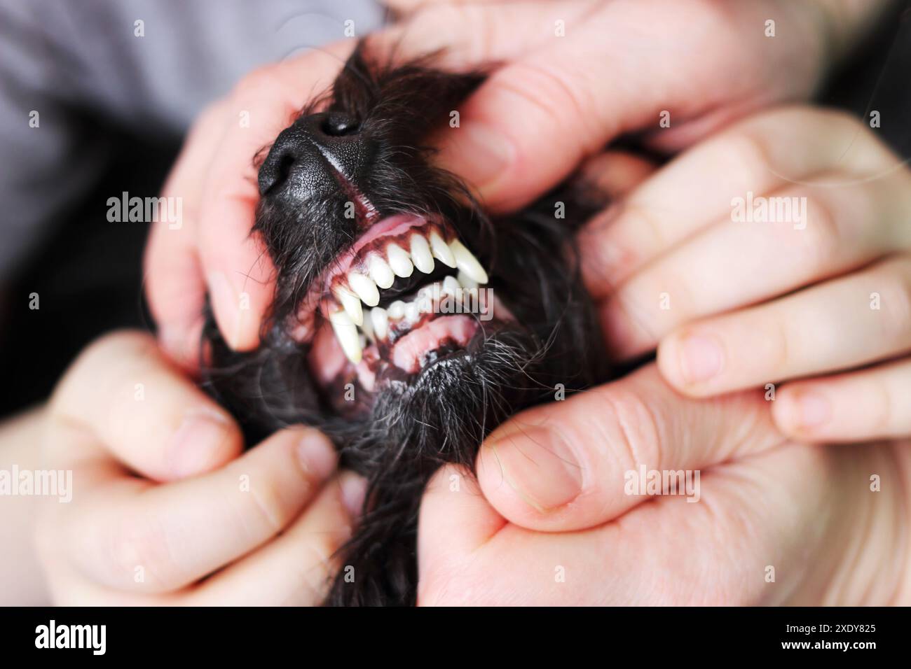 Aprire la bocca di un cane per vedere i denti Foto Stock