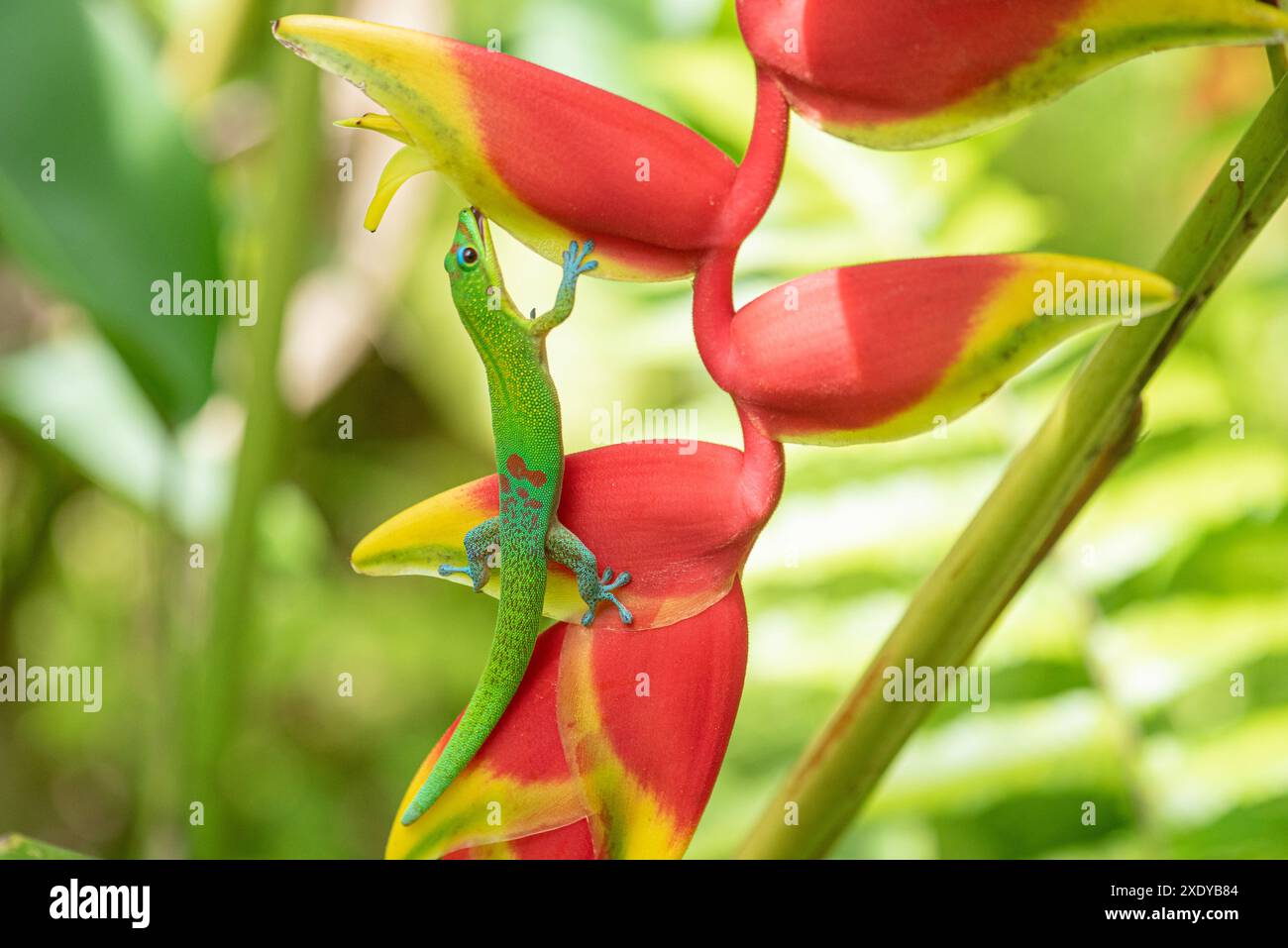 Un geco vibrante su una foglia di piante di banana, con occhi ampi, che guarda direttamente alla macchina fotografica in un giardino tropicale hawaiano. Foto Stock