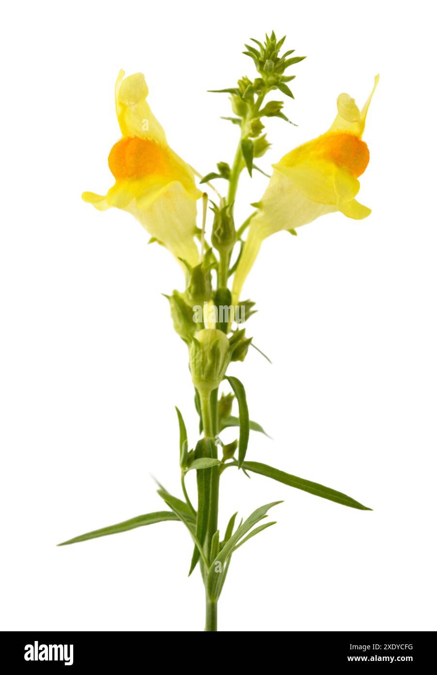 Fiori comuni di toadflax isolati su bianco Foto Stock