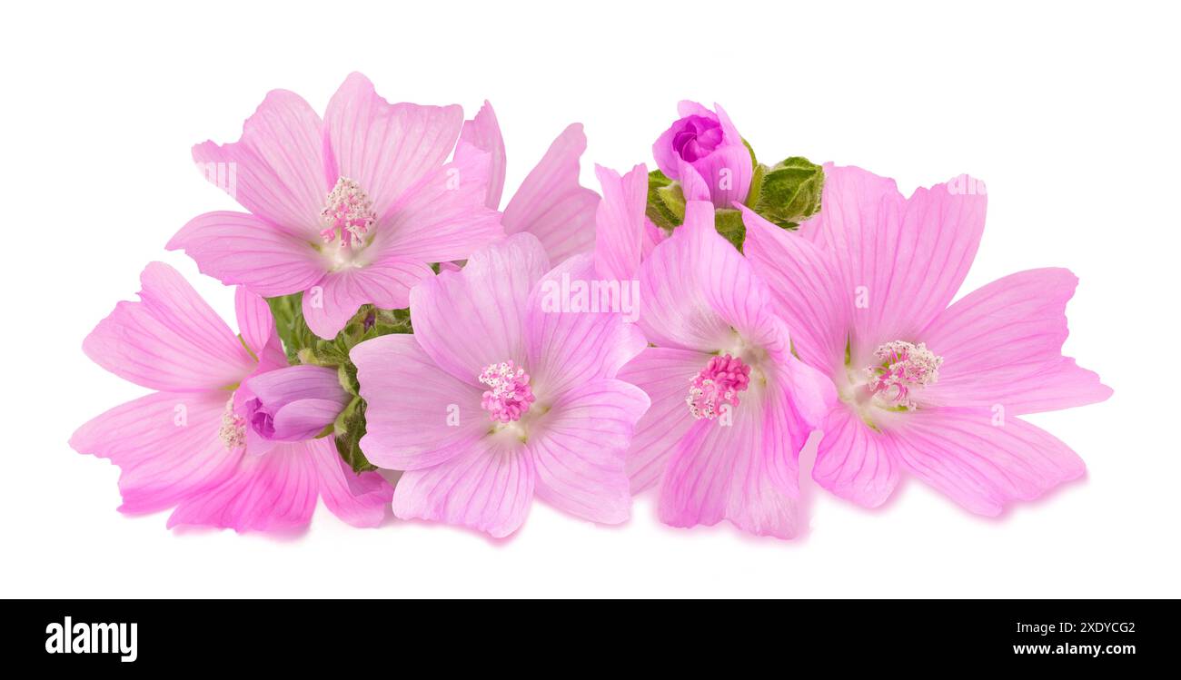 Più grande muschio mallow fiori isolati su sfondo bianco Foto Stock