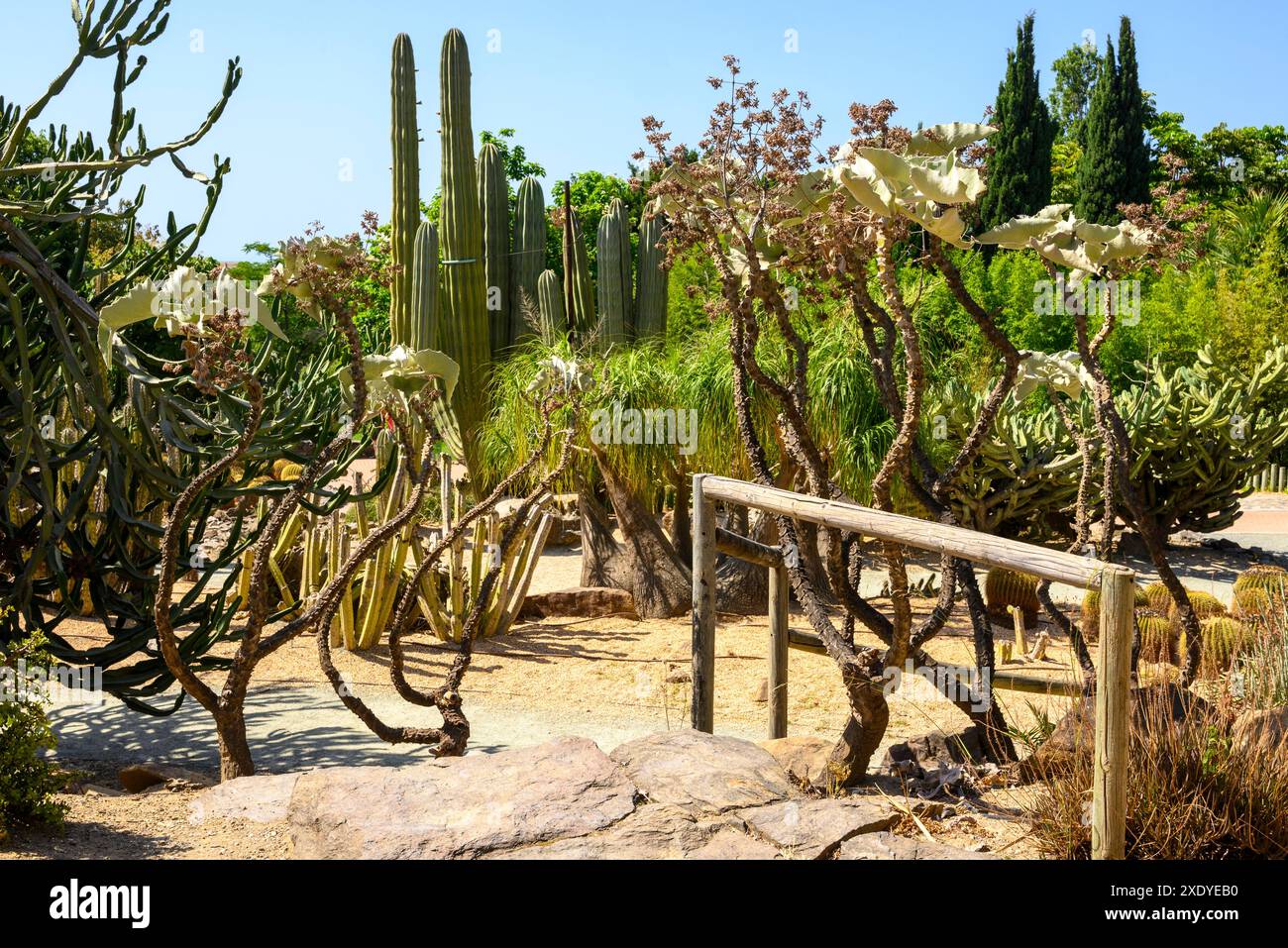 Cactus Garden, Parque de la Paloma, Benalmadena, Costa del Sol, Malaga, Spagna Foto Stock