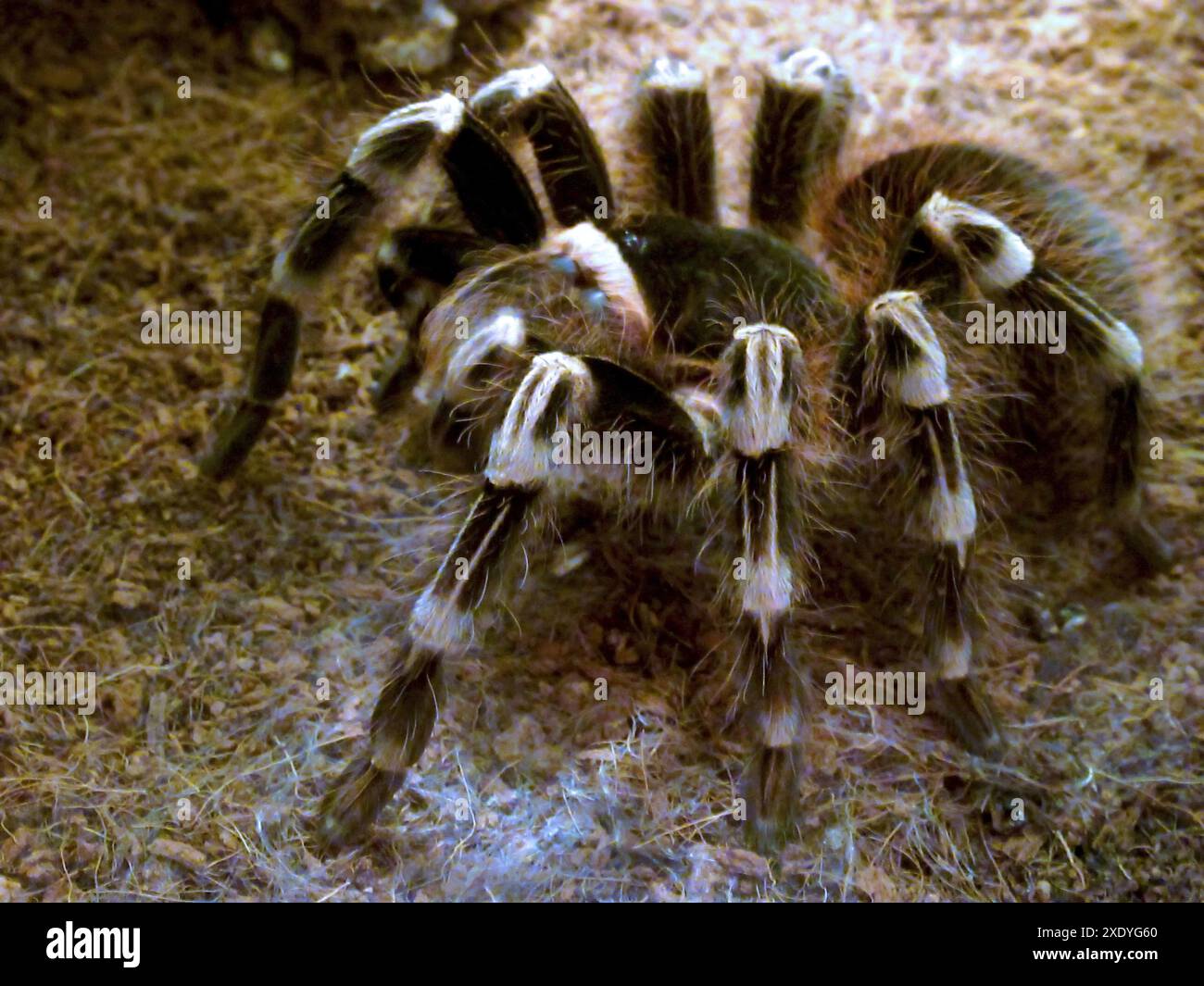 Tarantola Foto Stock