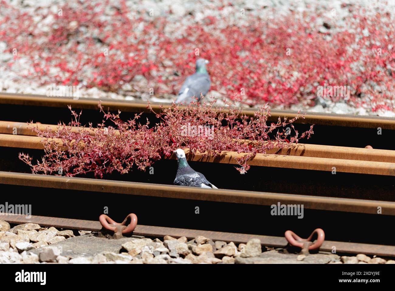 Primo piano di due uccelli urbani (piccioni selvatici) che cercano cibo e piante tra una serie di binari ferroviari arrugginiti. Foto Stock