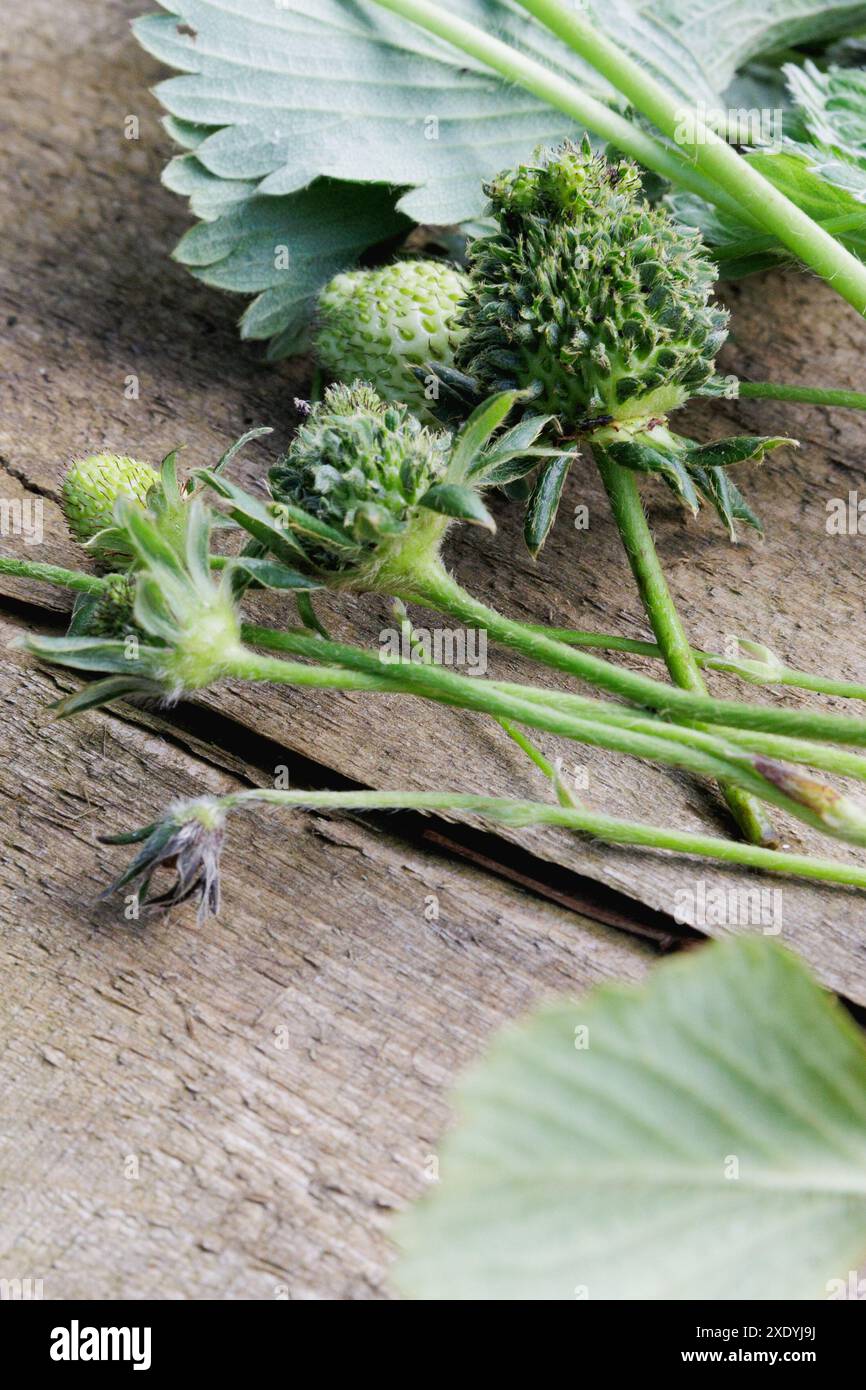 Una fragola verde pelosa/sfocata con foglie che spuntano da ciascuno dei suoi semi. Potrebbe trattarsi di viviparia, fillodia o infezione da Phytoplasma. Foto Stock