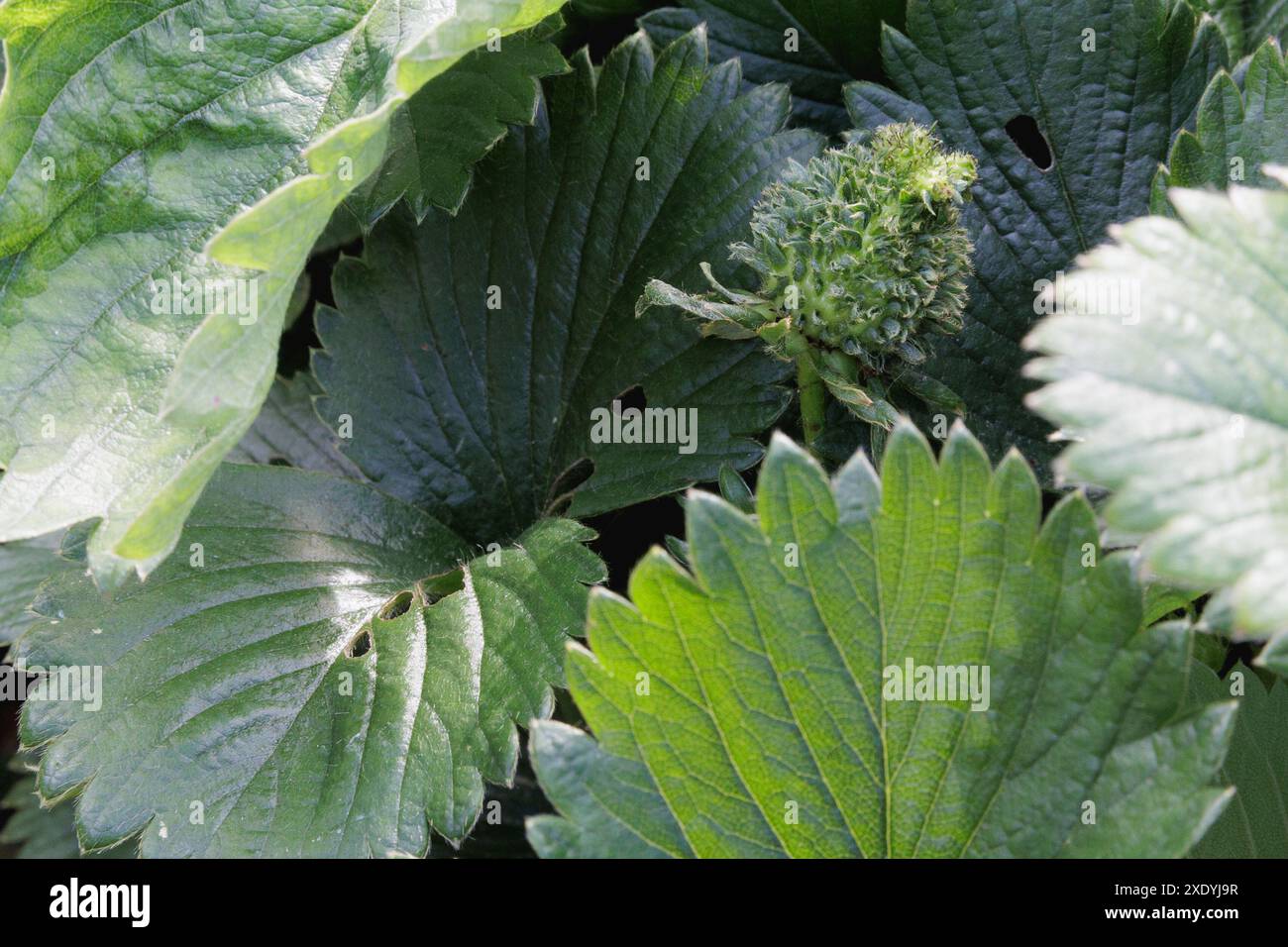 Una fragola verde pelosa/sfocata con foglie che spuntano da ciascuno dei suoi semi. Potrebbe trattarsi di viviparia, fillodia o infezione da Phytoplasma. Foto Stock