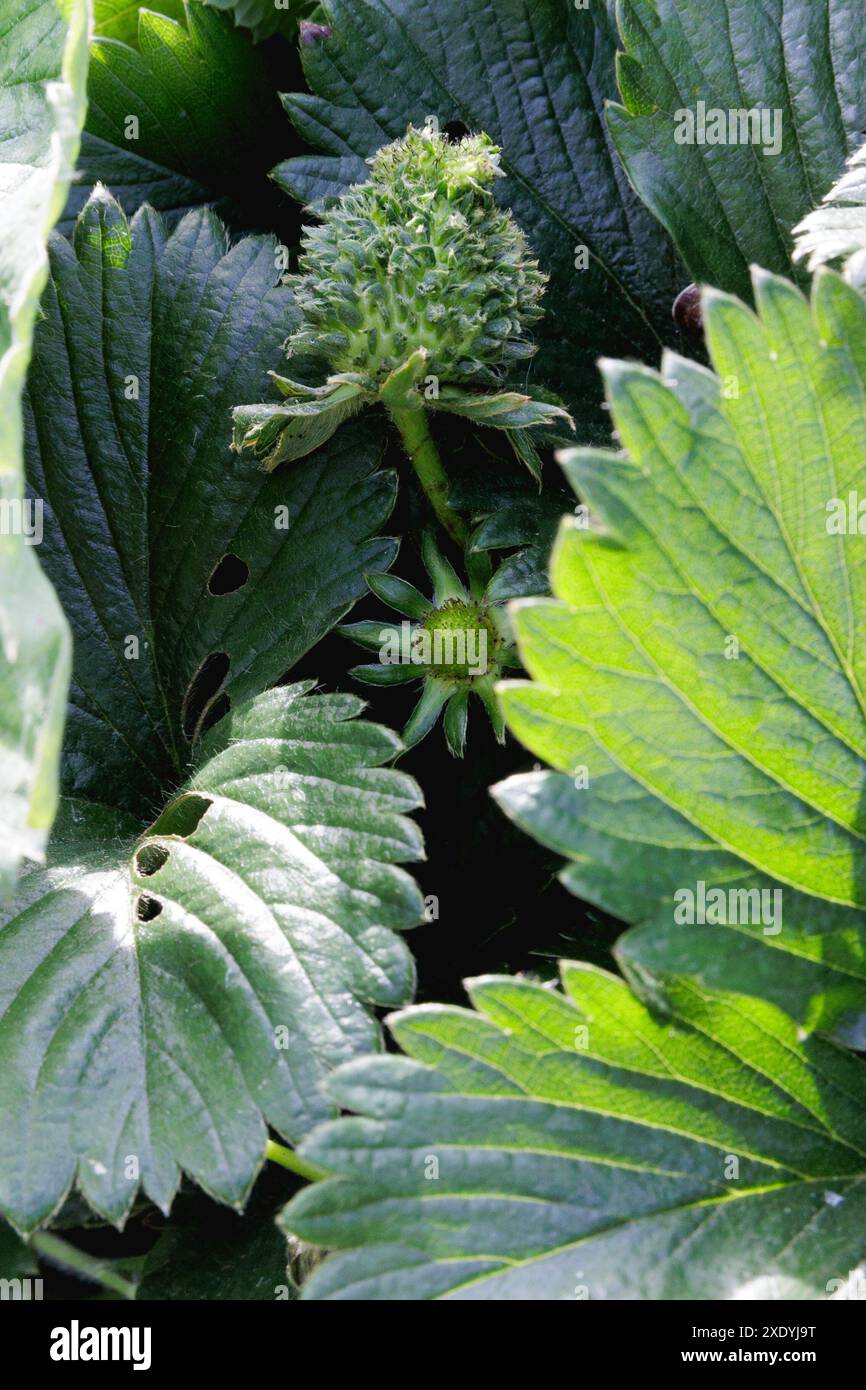 Una fragola verde pelosa/sfocata con foglie che spuntano da ciascuno dei suoi semi. Potrebbe trattarsi di viviparia, fillodia o infezione da Phytoplasma. Foto Stock