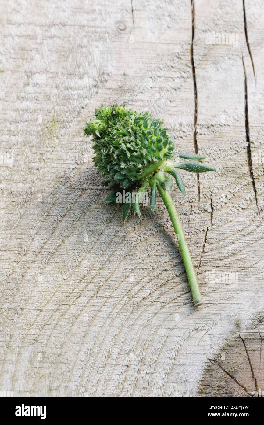 Una fragola verde pelosa/sfocata con foglie che spuntano da ciascuno dei suoi semi. Potrebbe trattarsi di viviparia, fillodia o infezione da Phytoplasma. Foto Stock