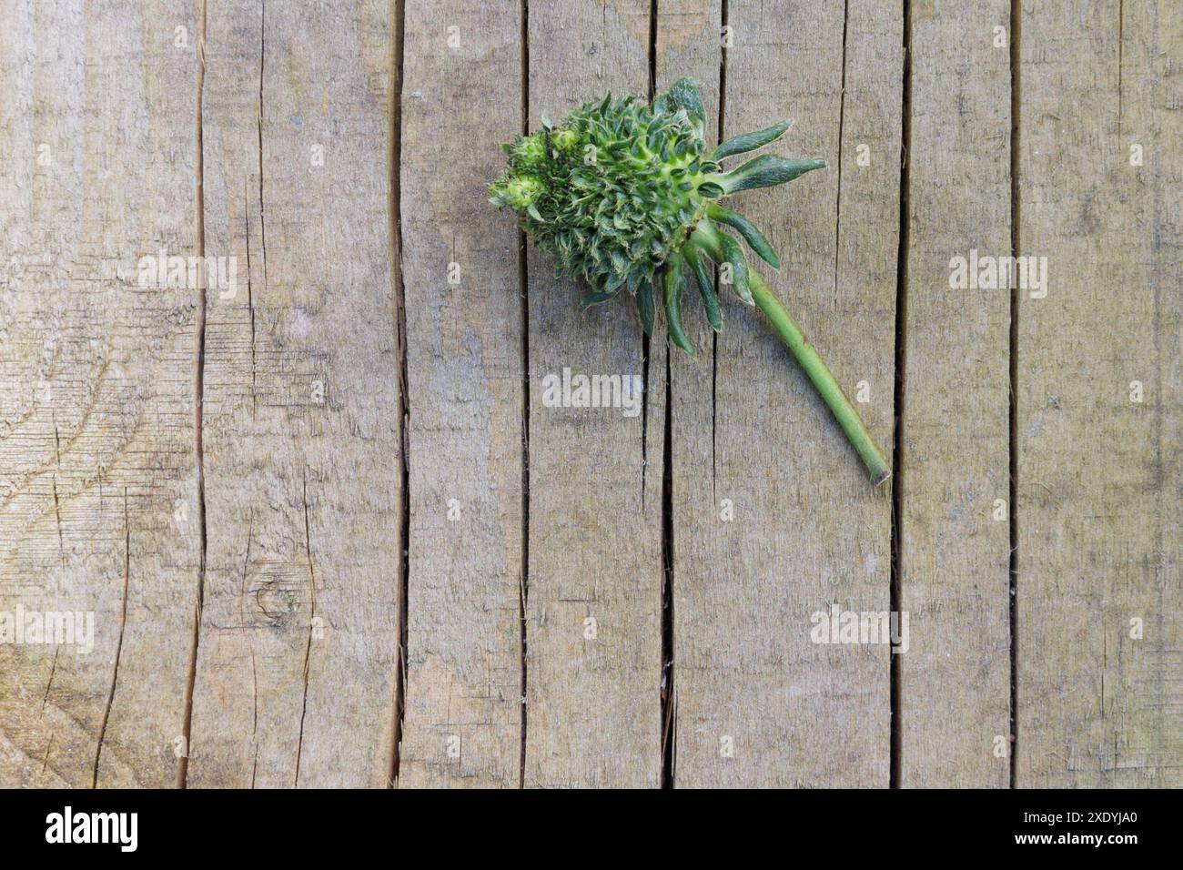 Una fragola verde pelosa/sfocata con foglie che spuntano da ciascuno dei suoi semi. Potrebbe trattarsi di viviparia, fillodia o infezione da Phytoplasma. Foto Stock