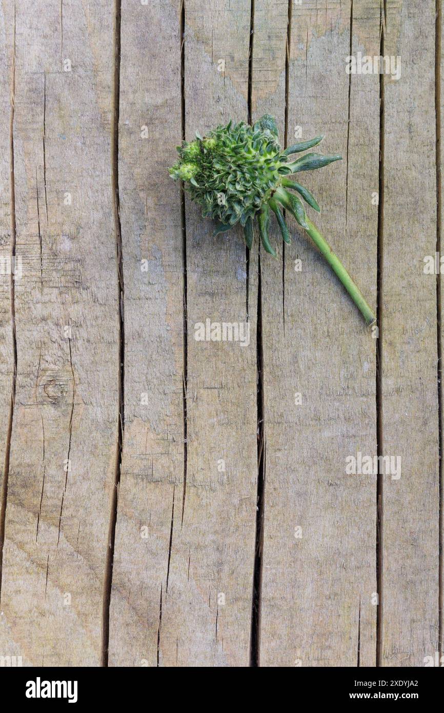 Una fragola verde pelosa/sfocata con foglie che spuntano da ciascuno dei suoi semi. Potrebbe trattarsi di viviparia, fillodia o infezione da Phytoplasma. Foto Stock