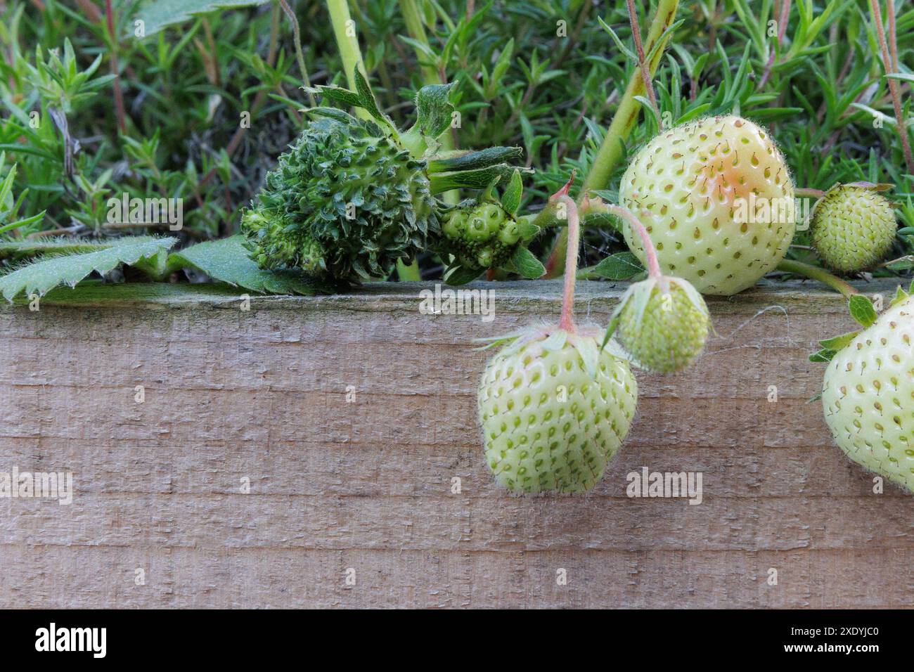 Una fragola verde pelosa/sfocata con foglie che spuntano da ciascuno dei suoi semi. Potrebbe trattarsi di viviparia, fillodia o infezione da Phytoplasma. Foto Stock