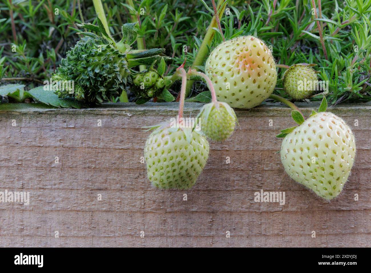 Una fragola verde pelosa/sfocata con foglie che spuntano da ciascuno dei suoi semi. Potrebbe trattarsi di viviparia, fillodia o infezione da Phytoplasma. Foto Stock