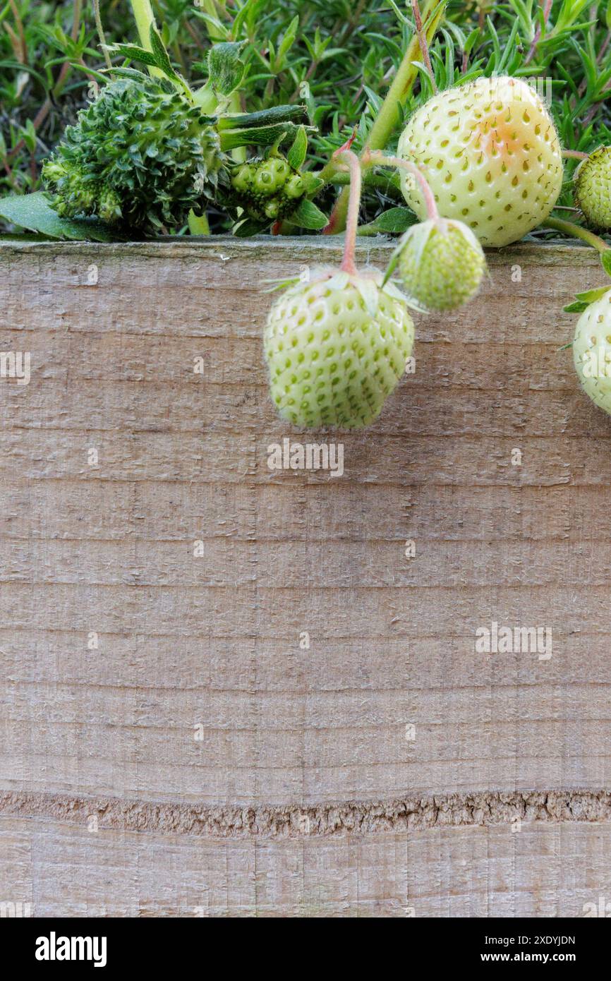 Una fragola verde pelosa/sfocata con foglie che spuntano da ciascuno dei suoi semi. Potrebbe trattarsi di viviparia, fillodia o infezione da Phytoplasma. Foto Stock