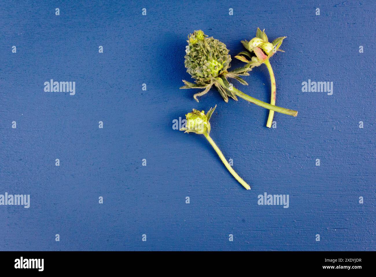 Una fragola verde pelosa/sfocata con foglie che spuntano da ciascuno dei suoi semi. Potrebbe trattarsi di viviparia, fillodia o infezione da Phytoplasma. Foto Stock