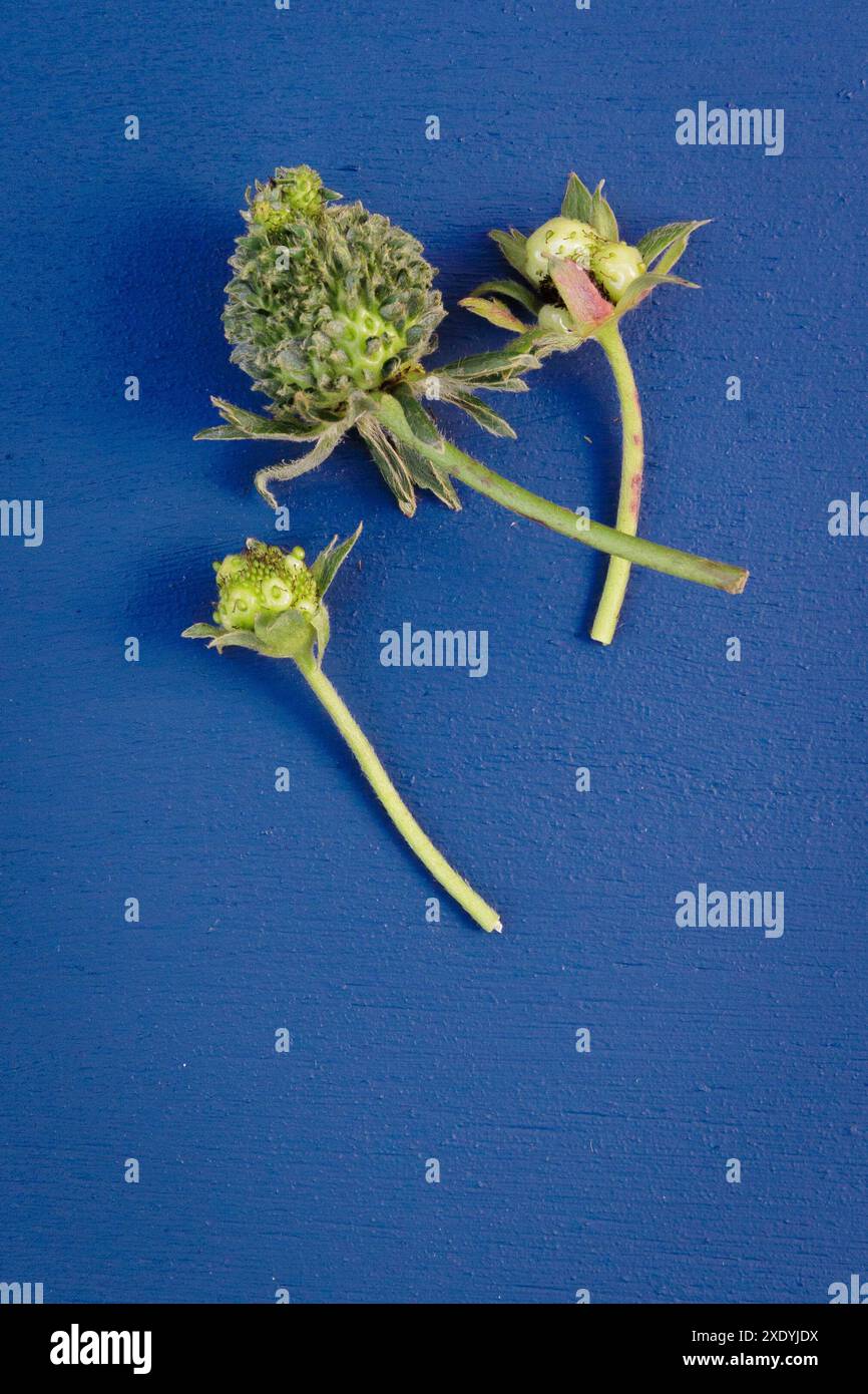 Una fragola verde pelosa/sfocata con foglie che spuntano da ciascuno dei suoi semi. Potrebbe trattarsi di viviparia, fillodia o infezione da Phytoplasma. Foto Stock