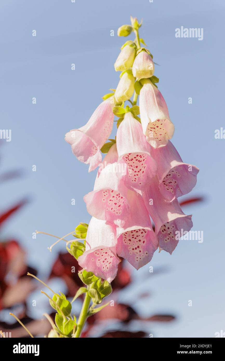 Primo piano dei fiori tubulari rosa viola di un Foxglove/ digitalis Purpurea - una pianta a misura di api originaria del Regno Unito Foto Stock