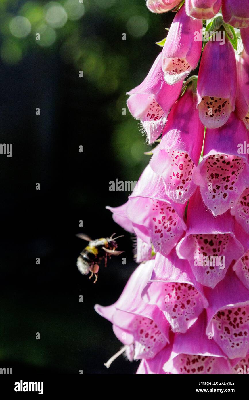 Primo piano dei fiori tubulari rosa viola di un Foxglove/ digitalis Purpurea - una pianta a misura di api originaria del Regno Unito Foto Stock