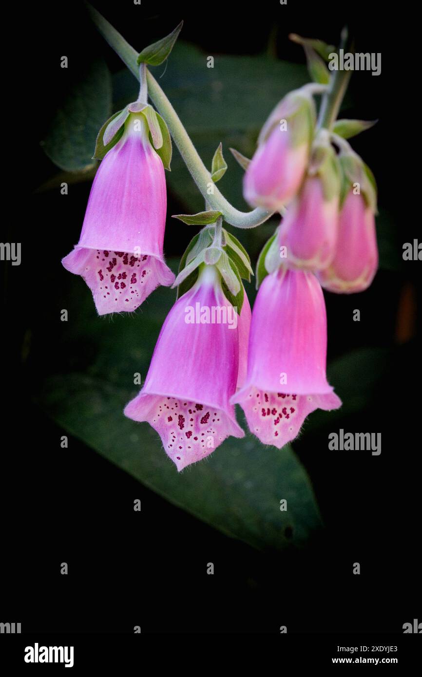 Primo piano dei fiori tubulari rosa viola di un Foxglove/ digitalis Purpurea - una pianta a misura di api originaria del Regno Unito Foto Stock