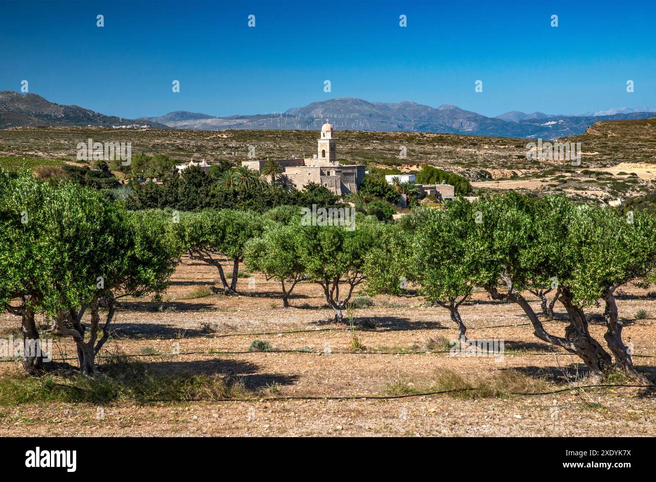 Monastero Toplou, oliveti, monti Sitia, Geopark Sitia, Creta orientale, Grecia Foto Stock