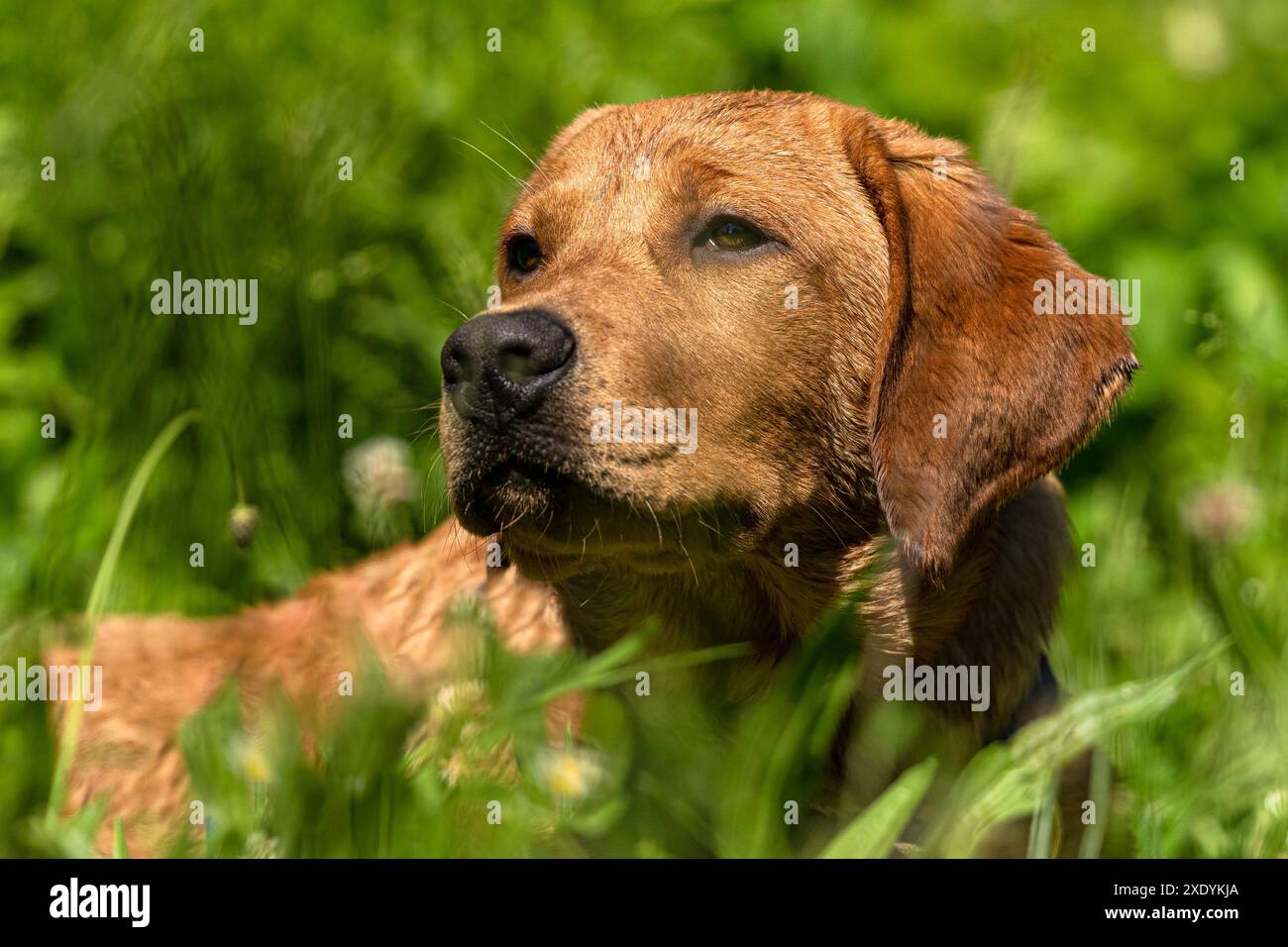 Il Labrador Retriever Foto Stock