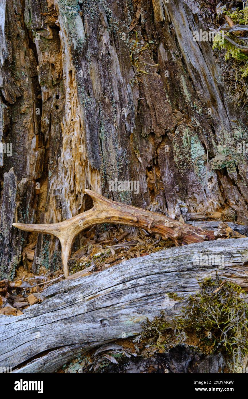 Caprioli, caprioli, caprioli occidentali, caprioli europei (Capreolus capreolus), capannone di corna di roebuck a un tronco di albero in putrefazione, Italia, alto Adige Foto Stock