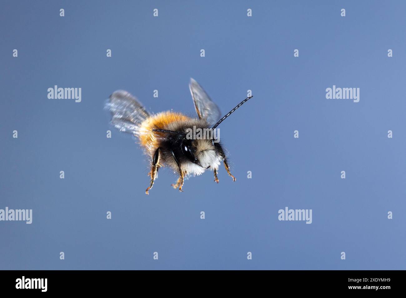 European Orchard Bee, Hornfaced bee (Osmia cornuta), in volo, Germania Foto Stock