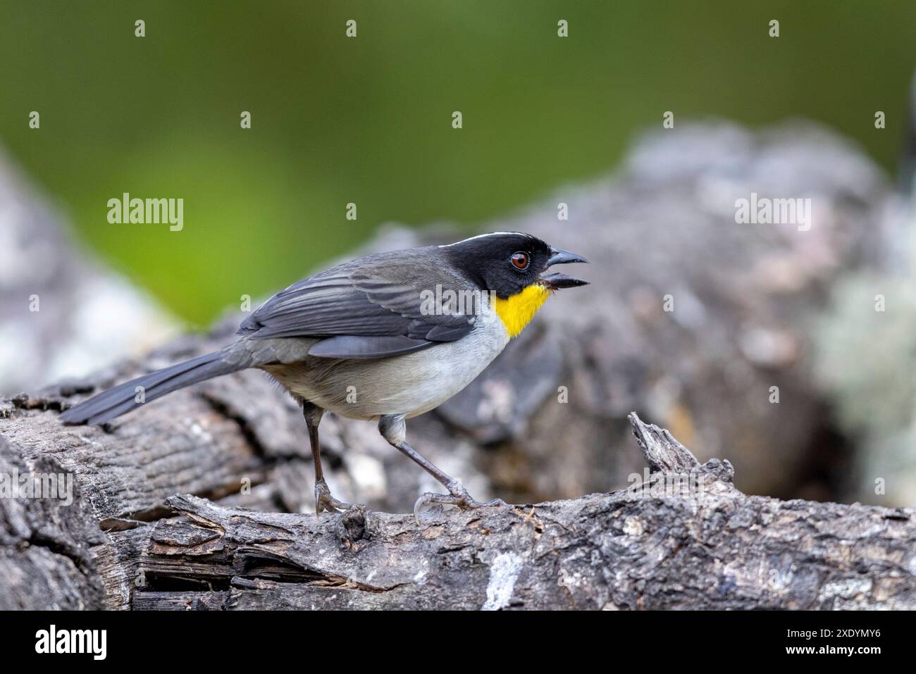 Pennello bianco finch (Atlapetes albinucha), si trova su un tronco di albero vicino alla foresta pluviale, Costa Rica, San Gerardo de Dota Foto Stock