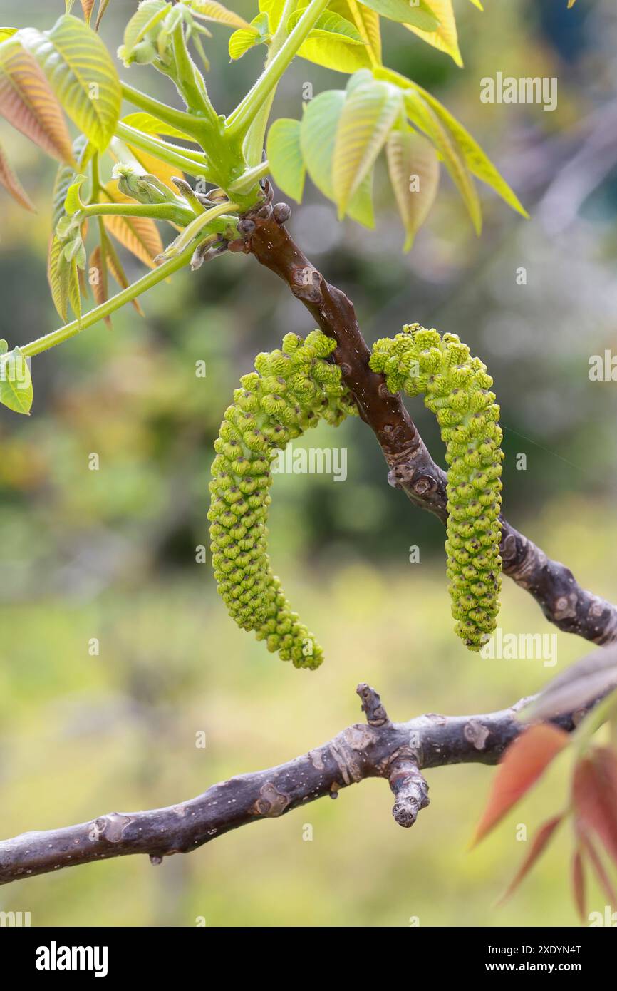 noce (Juglans regia), fiori maschili e femminili, Croazia Foto Stock