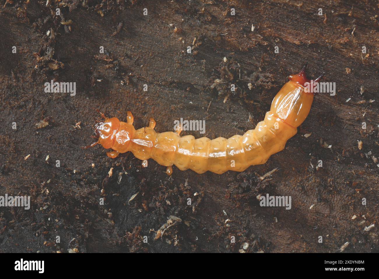 Scarlatto scarlatto, scarabeo cardinale (Pyrochroa coccinea), Larva sotto la corteccia di legno morto, Germania Foto Stock