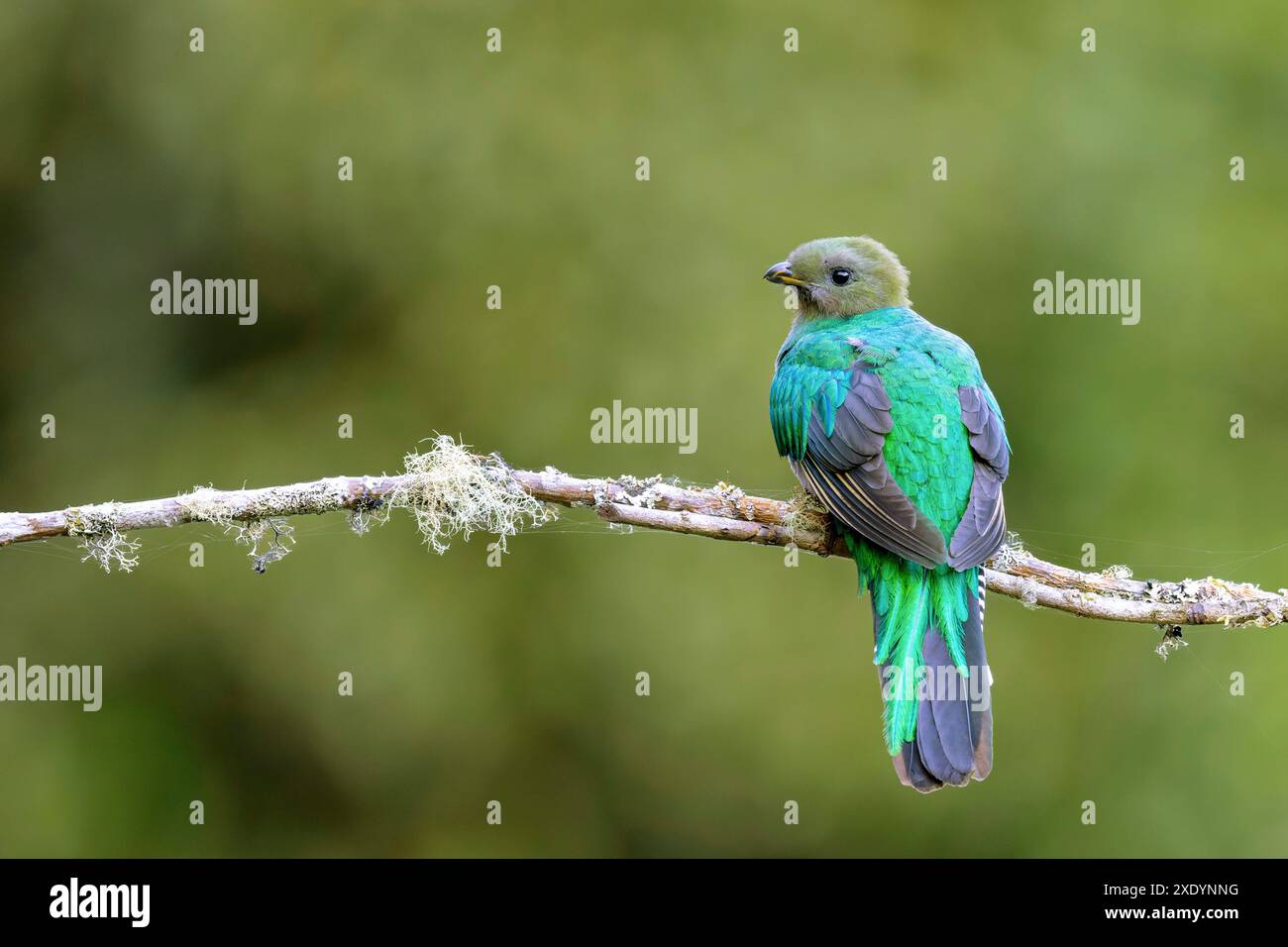 Quetzal risplendente (Pharomachrus mocinno), donna seduta su un ramo nella foresta di nuvole di montagna, vista posteriore, Costa Rica, San Gerardo de Dota Foto Stock