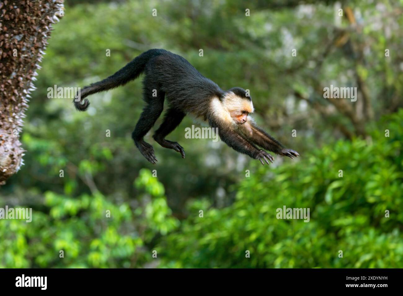 cappuccini dalla testa bianca (Cebus imitator, Cebus capucinus imitator), che saltano da un al filo interdentale del suolo, Costa Rica, Tarcoles Foto Stock