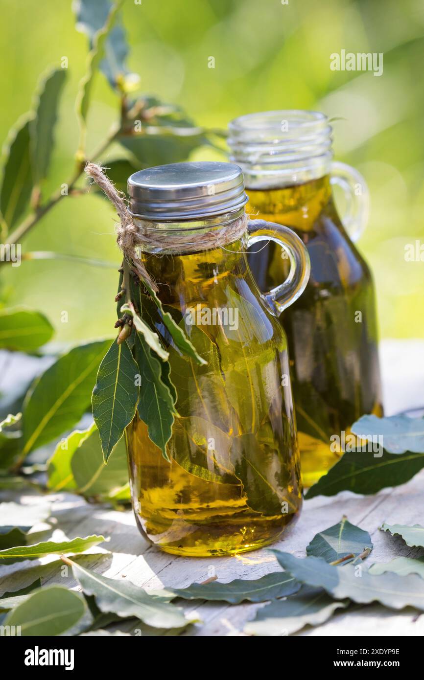 alloro dolce, alloro, alloro dolce (Laurus nobilis), olio di foglie di alloro autofatto, foglie di alloro vengono estratti in olio d'oliva Foto Stock