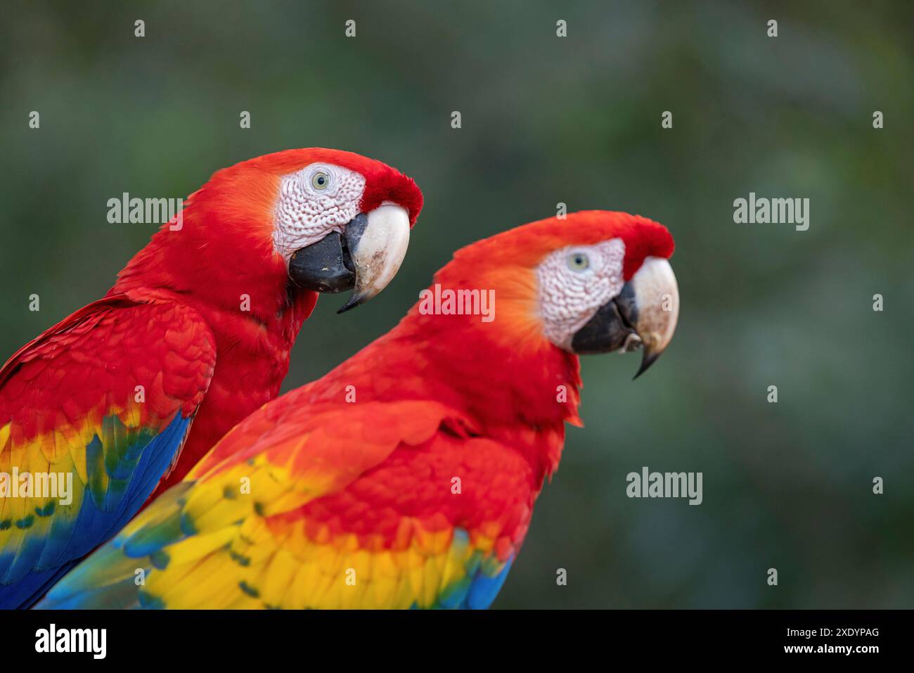 scarlet (Ara macao), Ritratto di due pappagalli seduti uno accanto all'altro, Costa Rica, Tarcoles Foto Stock
