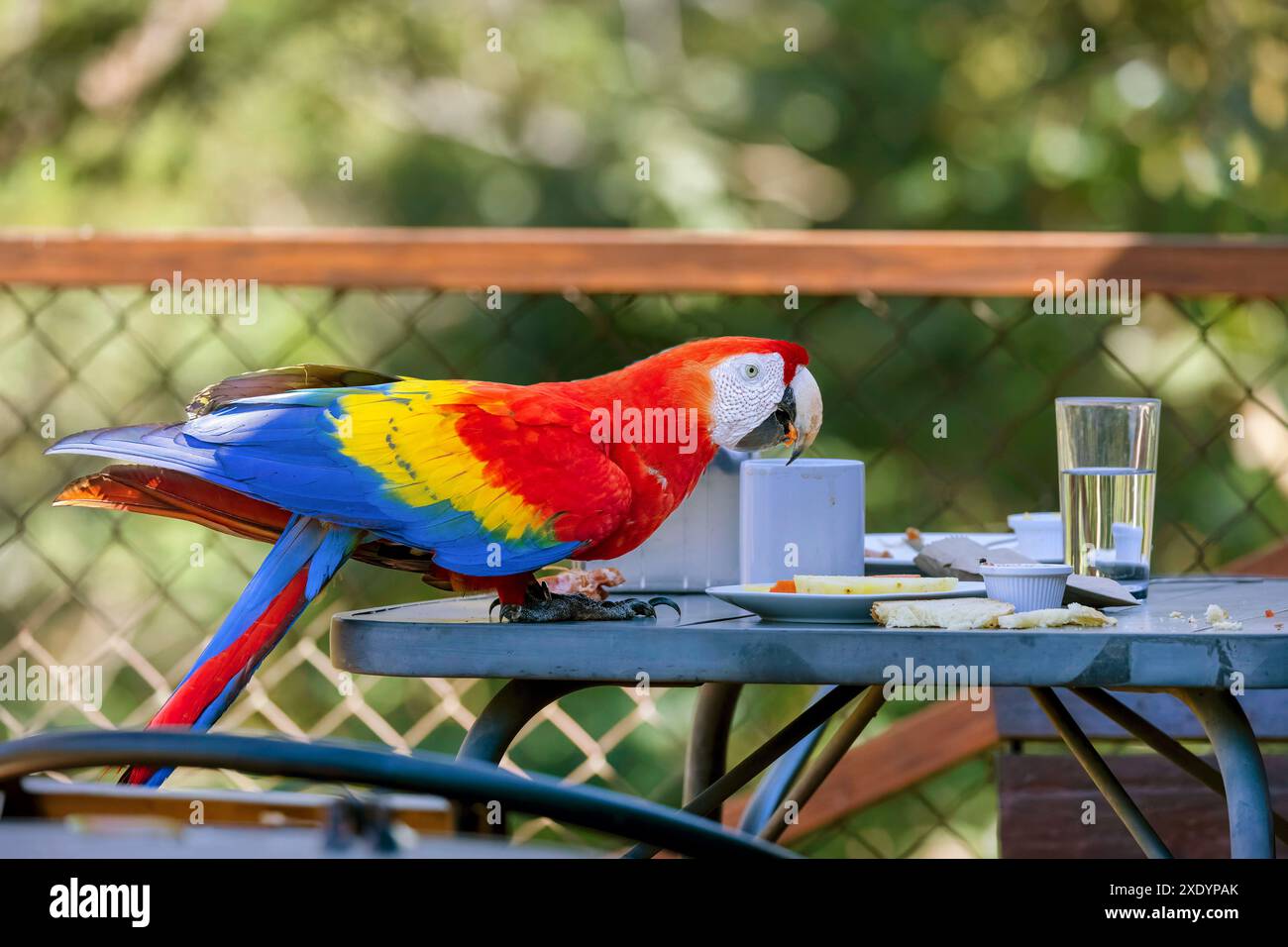 scarlet (Ara macao), siede su un tavolo per la colazione e mangia frutta da un piatto, Costa Rica, Tarcoles Foto Stock