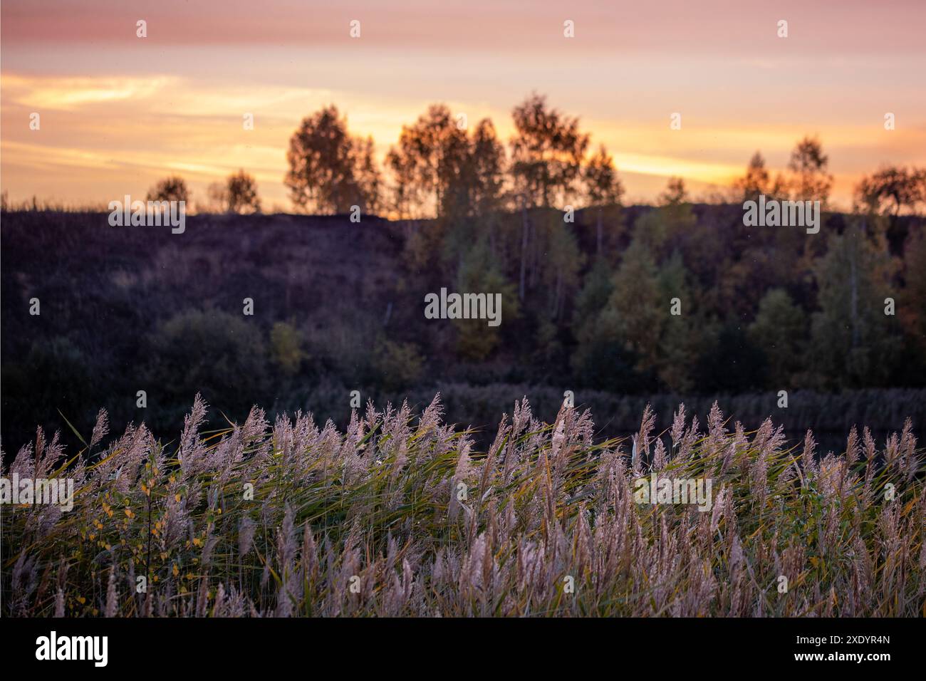 Phragmites australis, canneto comune - densi spessi nella luce del giorno, orizzonte e gli alberi sul cielo crepuscolo sullo sfondo, retroilluminato. Foto Stock