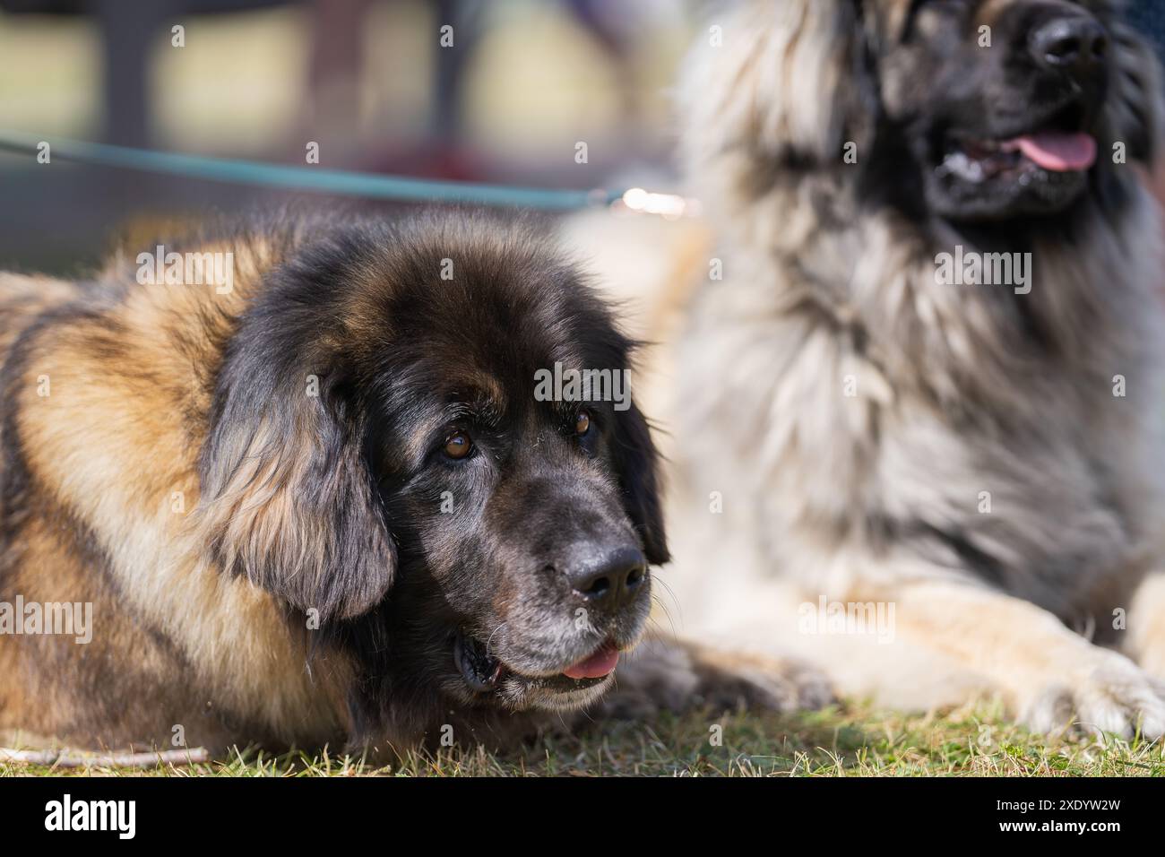 Coppia Leonberg stesa al gras. Cani della razza Leonberger giacciono in un prato. Foto Stock