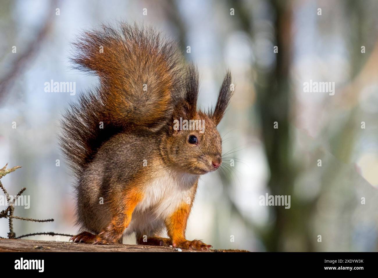 Lo scoiattolo rosso nella foresta guarda da vicino la telecamera Foto Stock