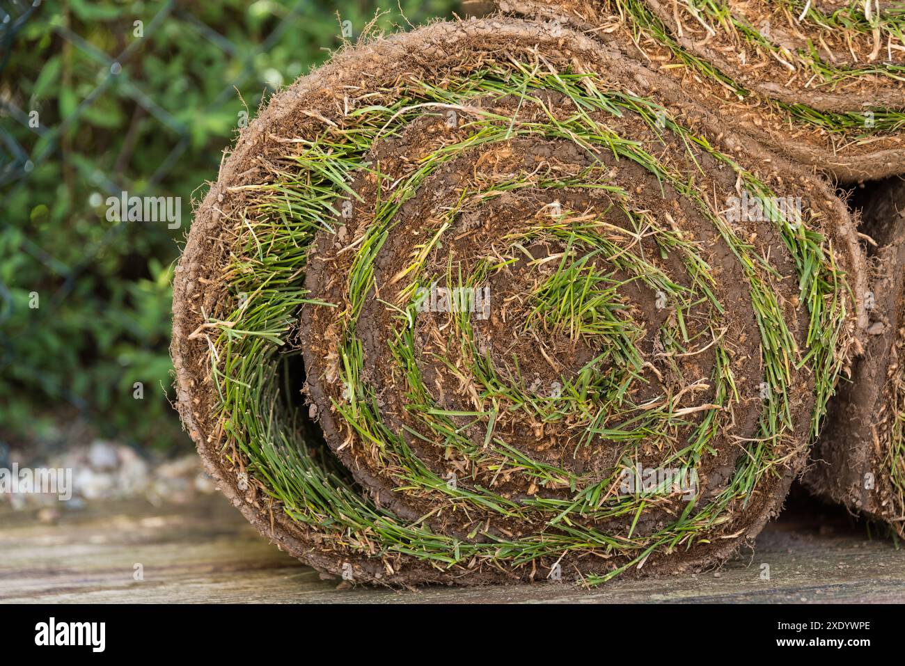 Prato di design giardino con prato - area verde Foto Stock