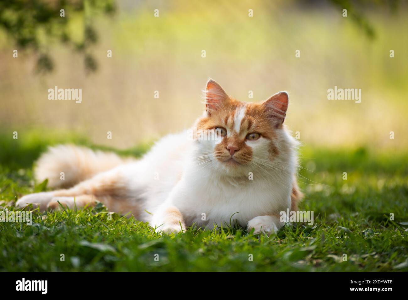 Posa su cortile erba rosso gatto domestico Foto Stock